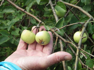 Would-Be Farm Apples