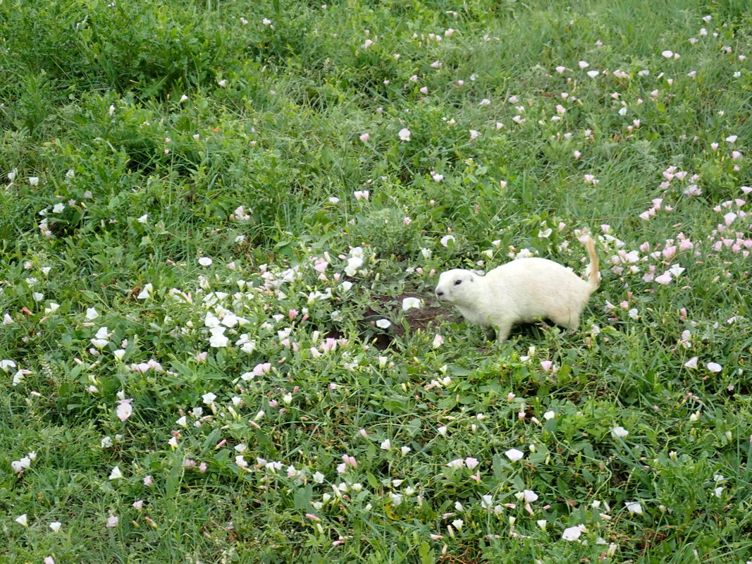 White prairie dog