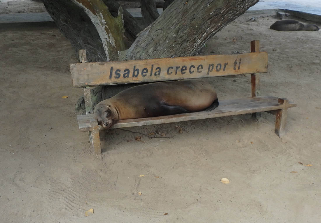 Isabela, Galapagos